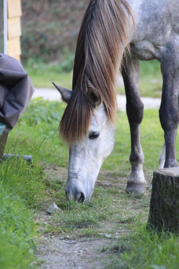 Une Roulotte Et Des Chevaux Treffléan 外观 照片
