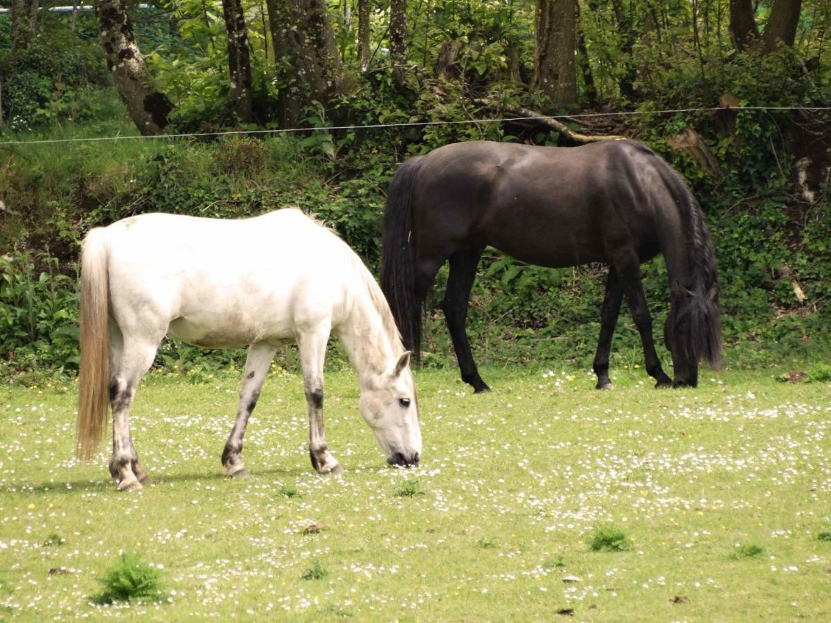 Une Roulotte Et Des Chevaux Treffléan 外观 照片